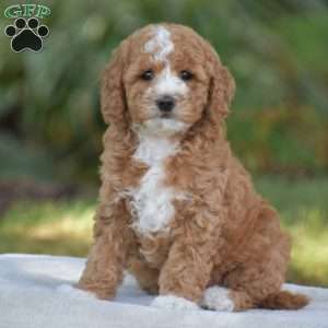 Vanessa, Cavapoo Puppy